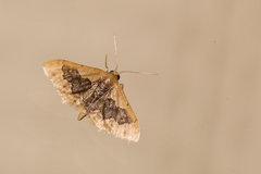 Idaea gemmata