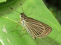 Callimormus radiola