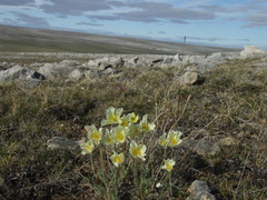 Papaver leucotrichum
