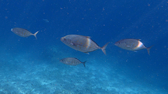 Ferdauia orthogrammus