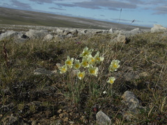 Papaver leucotrichum