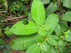 Rauvolfia