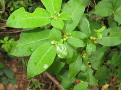 Rauvolfia