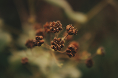 Wissadula amplissima