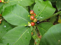 Rauvolfia