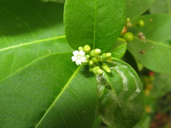 Rauvolfia