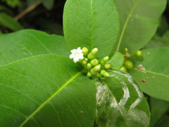 Rauvolfia