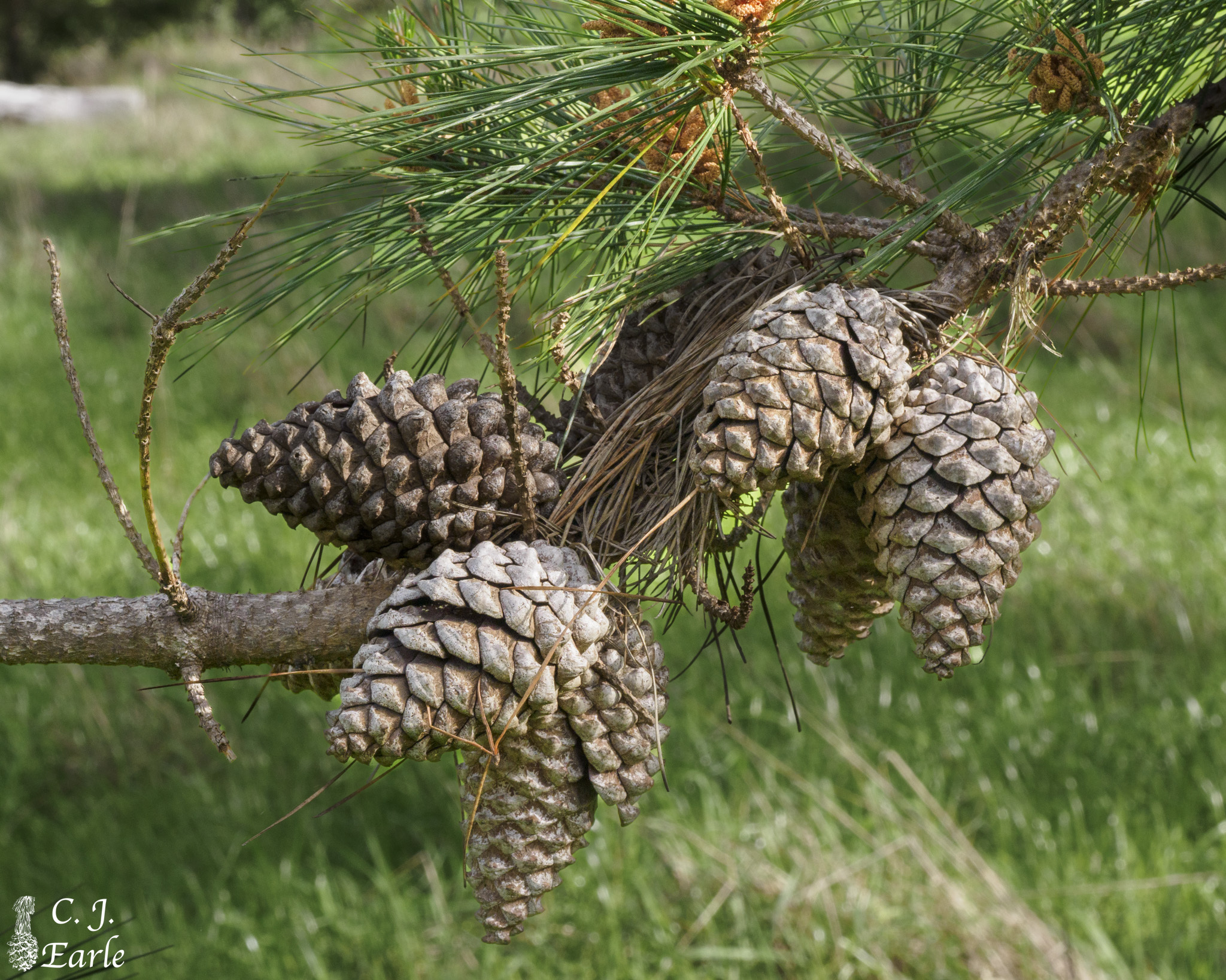 Pinus muricata