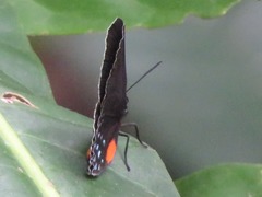 Eumaeus minyas