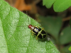 Metrobrotica geometrica