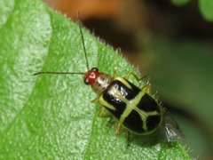 Metrobrotica geometrica