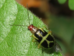 Metrobrotica geometrica