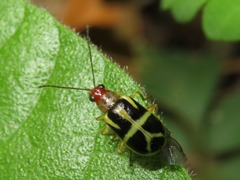 Metrobrotica geometrica