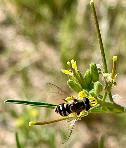 Unknown species found near Margery Ave, California City, CA, US