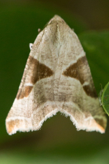 Plataea blanchardaria