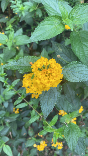 Lantana camara observed 2025-11-16