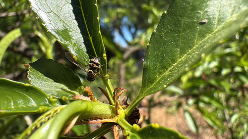 Unknown species found near Foothill Rd, Pleasanton, CA, US