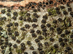 Quaternaria quaternata