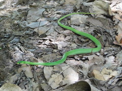 Philothamnus hoplogaster