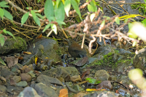 Lochmias nematura obscuratus