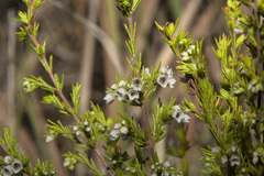 Erica margaritacea
