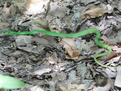 Philothamnus hoplogaster