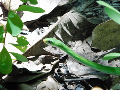 Philothamnus hoplogaster