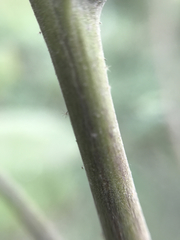 Wissadula amplissima