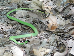 Philothamnus hoplogaster