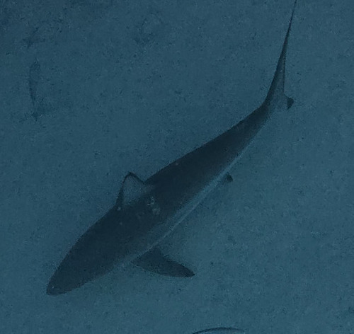 Spinner shark (Carcharhinus brevipinna) — Carcharhinidae