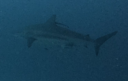 Carcharhinus brevipinna