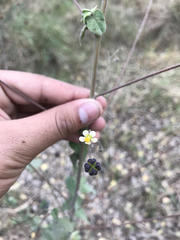 Wissadula amplissima