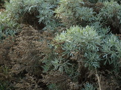 Artemisia argentea