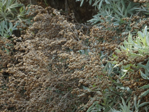 Image of Artemisia argentea by (c) Duarte Frade, some rights reserved (CC BY)