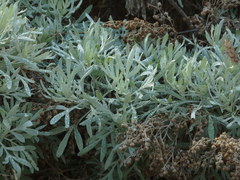 Artemisia argentea