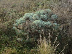 Artemisia argentea