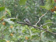 Aegithalos glaucogularis