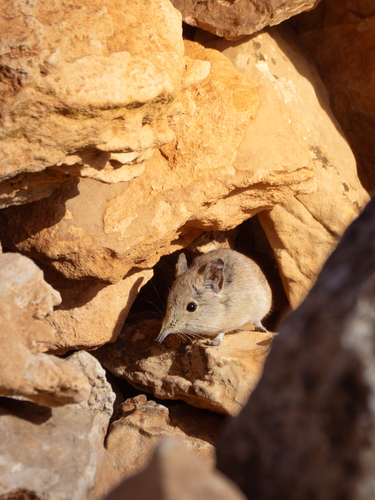 North African Sengi