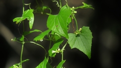 Zehneria scabra