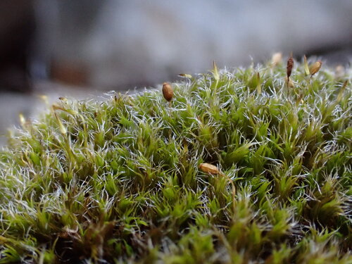 Grimmia ovalis observed 2024-09-19