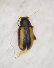Phyllotreta vittula