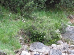 Arenaria montana