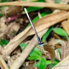 Agriocnemis lacteola