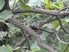 Aegithalos glaucogularis