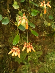 Bulbophyllum albociliatum