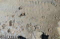 Panthera pardus kotiya