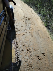 Panthera pardus kotiya