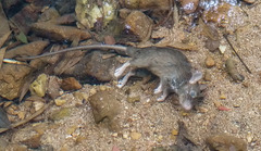 Rattus tanezumi