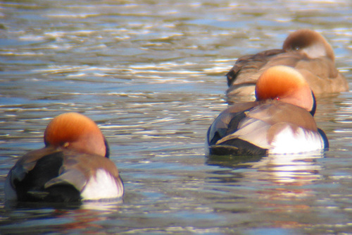 Red-crested Pochard
