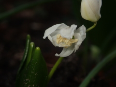 Scilla mischtschenkoana